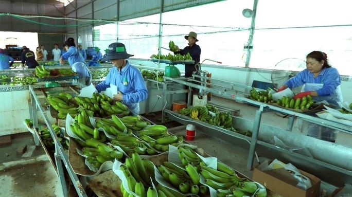 Fruit exports to China increase sharply