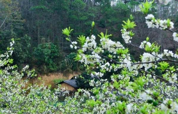 Plum blossoms on Ha Giang's rocky plateau - Vimarsana News