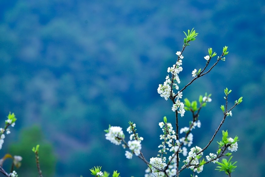 Plum blossoms on Ha Giang’s rocky plateau