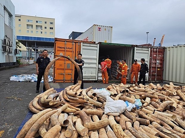 Record haul of smuggled ivory seized in northern port city | Society | Vietnam+ (VietnamPlus)