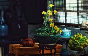 Tending daffodils is an elegant aspect of Hanoian culture