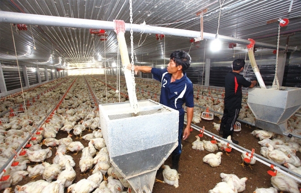 Livestock switch serves up dispute - Vimarsana News