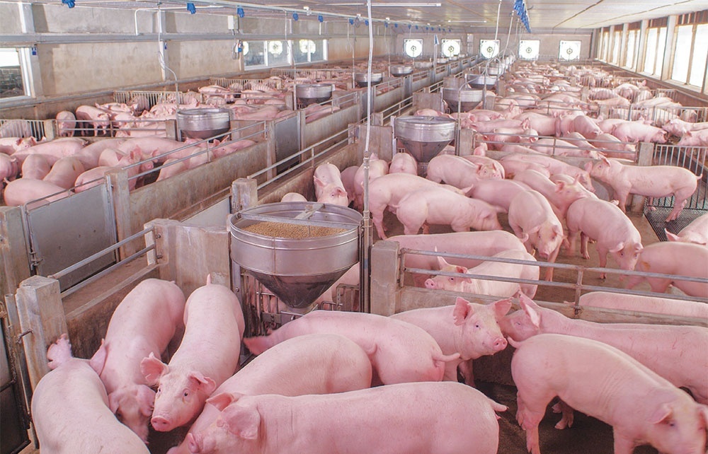 Exporting activities take up priority for pork businesses