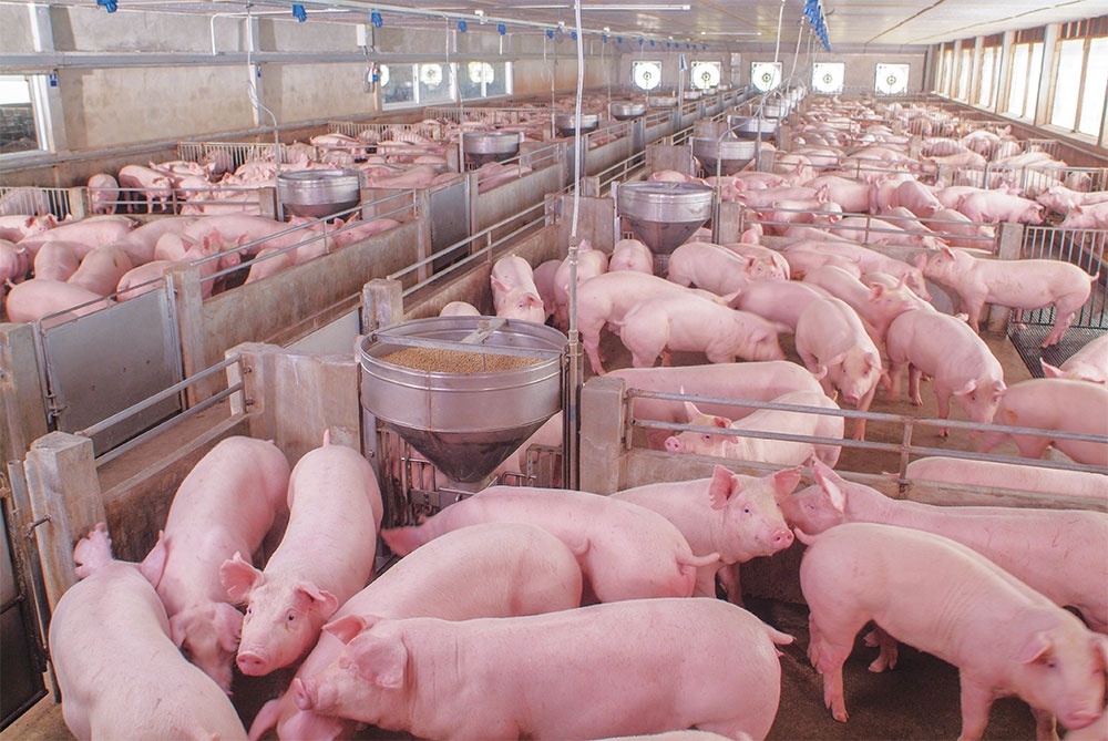 Exporting activities take up priority for pork businesses