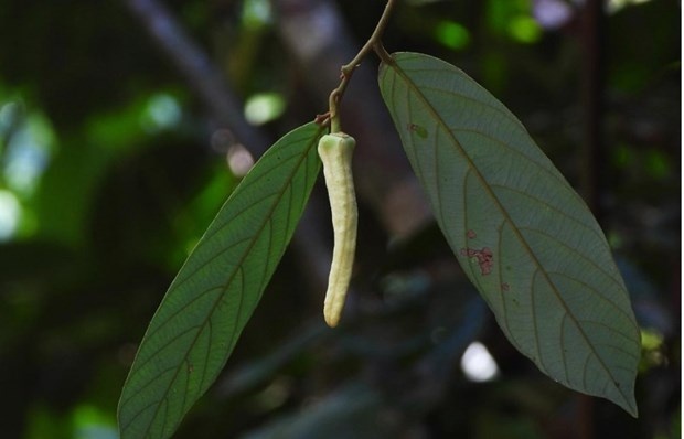 Thailand discovers new rare plant species