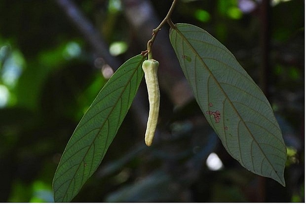 Thailand discovers new rare plant species  | World | Vietnam+ (VietnamPlus)