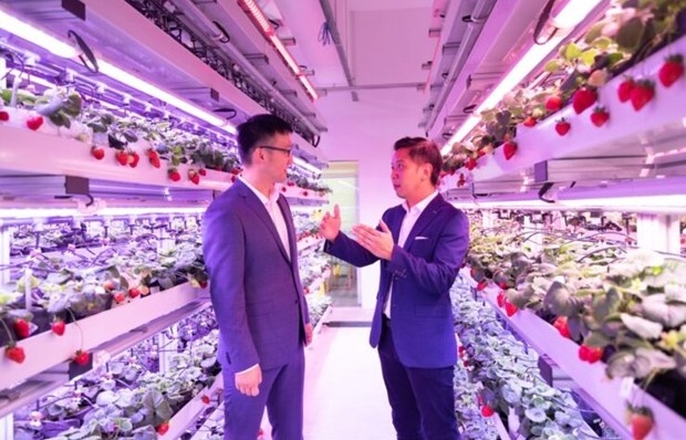 Singapore applies hi-tech in growing strawberries in Malaysia, Thailand