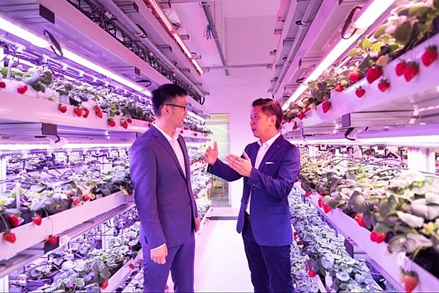 Singapore applies hi-tech in growing strawberries in Malaysia, Thailand  | World | Vietnam+ (VietnamPlus)