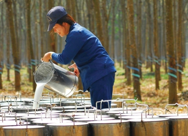 Rubber firms suffer poor first quarter - Vimarsana News