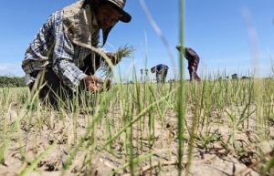 Thailand forecast to face severe drought this year