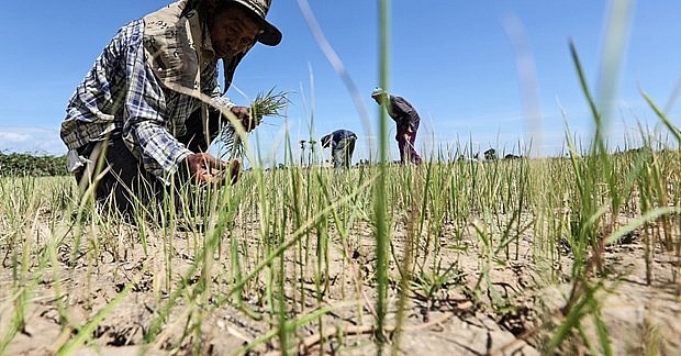 Thailand forecast to face severe drought this year
