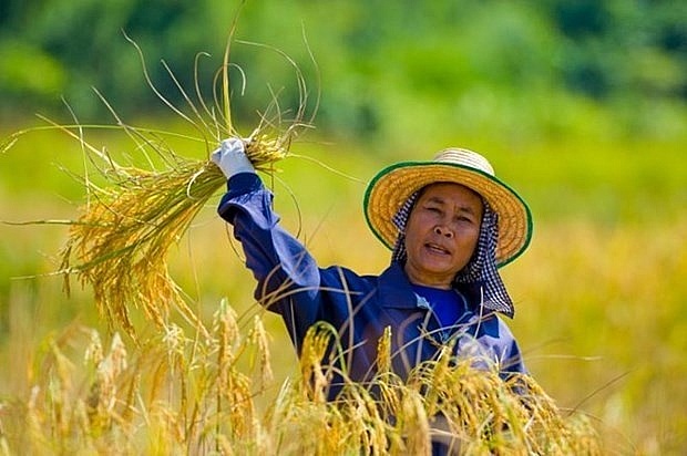 Thai farmers advised to reduce rice crops due to El Nino impacts | World | Vietnam+ (VietnamPlus)