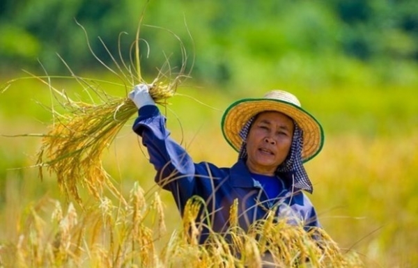Thai farmers advised to reduce rice crops due to El Nino impacts - Vimarsana News