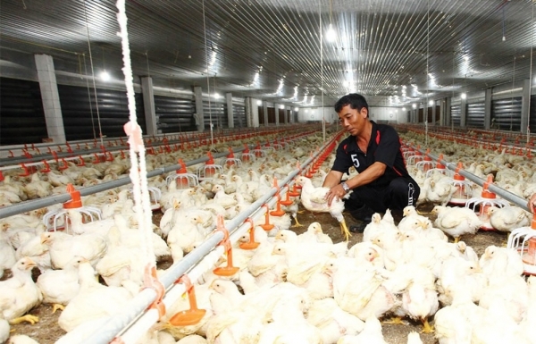 Livestock businesses ride a rough Q1 - Vimarsana News