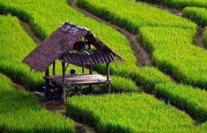 Indonesia prioritises modern, sustainable agriculture