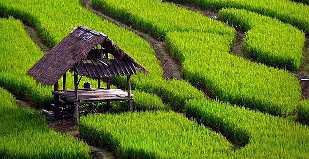 Indonesia prioritises modern, sustainable agriculture  | World | Vietnam+ (VietnamPlus)