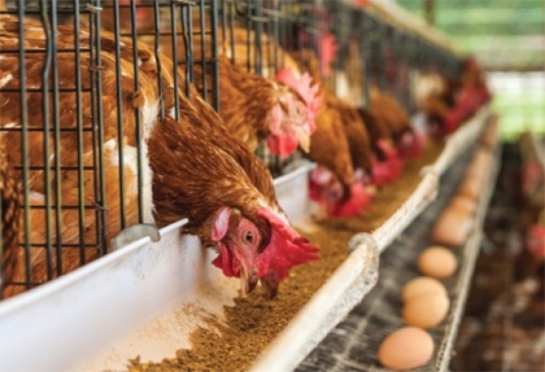 PM sends express dispatch address poultry smuggling - Vimarsana News