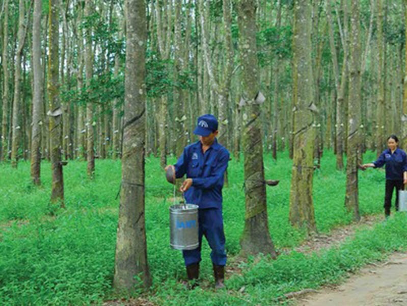 Rubber firms face mounting hardships