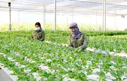 Hanoi strives to raise annual income for farmers to 70 million VND in 2023