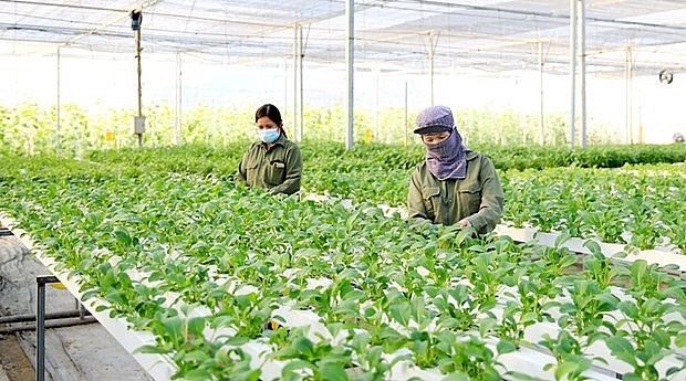 Hanoi strives to raise annual income for farmers to 70 million VND in 2023  | Society | Vietnam+ (VietnamPlus)