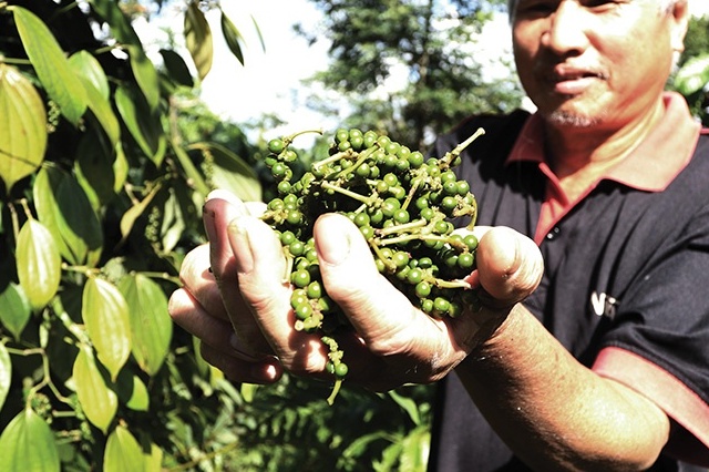 china remains vietnams top pepper export market
