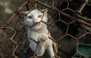Vietnamese National Assembly members to tackle dog and cat meat trade
