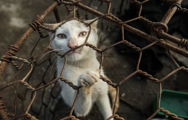 Vietnamese National Assembly members to tackle dog and cat meat trade - Vimarsana News
