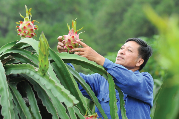 Vietnam"s exports of fruits and vegetables strive to hit $5 billion - Vimarsana News