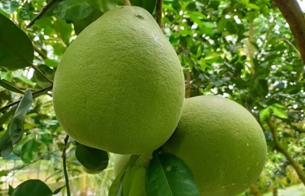 Thailand starts exporting pomelo to US in historic deal