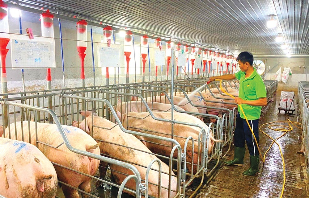 Pig-breeding restructuring underway in Vietnam