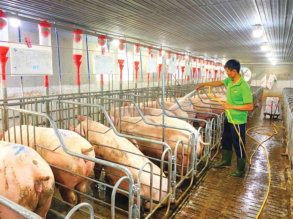 Pig-breeding restructuring underway in Vietnam
