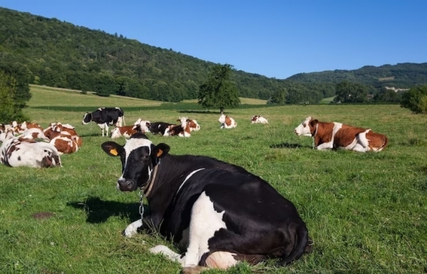 Malaysia blocks live cattle imports from Australia after skin disease scare - Vimarsana News