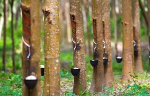 Indonesia pushes for rubber partnership with Thailand