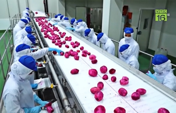 Foreign involvement in food production takes big strides - Vimarsana News