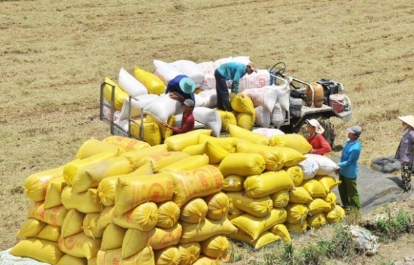 Ministry building long-term strategy on rice exports, market stabilisation: official - Vimarsana News