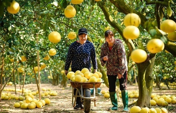 Hanoi strives to expand agri-ecotourism models - Vimarsana News