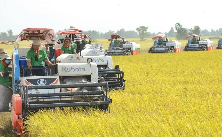 Price spikes threaten rice sector performance