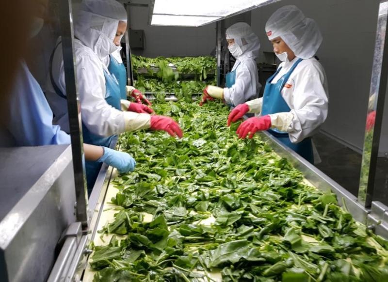 Agri-businesses using deep processing to boost exports