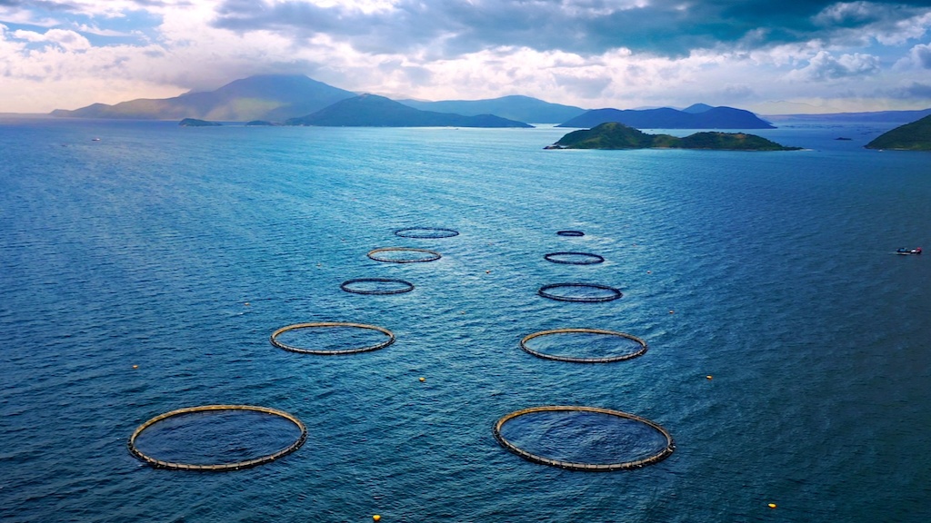 Australis aims to expand aquaculture farms in Khanh Hoa
