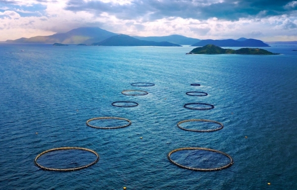 Australis aims to expand aquaculture farms in Khanh Hoa - Vimarsana News