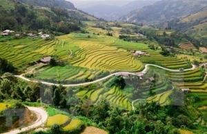 Travel programme promotes Hoang Su Phi terraced fields