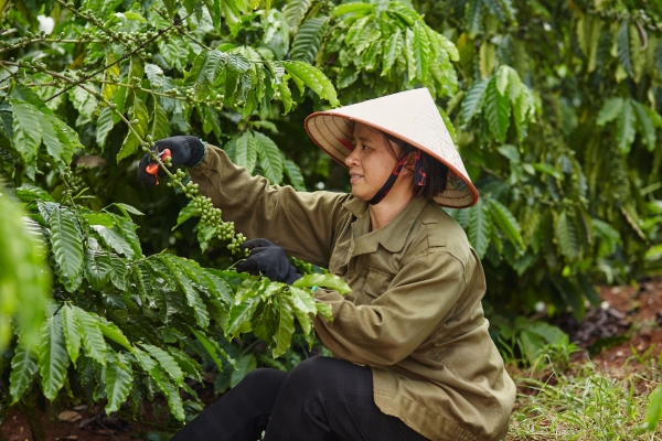 Nestlé claims top spot in 2023 Coffee Brew Index - Vimarsana News