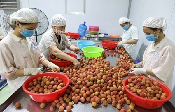 Compliance with quality standards – a must to bolster fruit exports: insiders - Vimarsana News