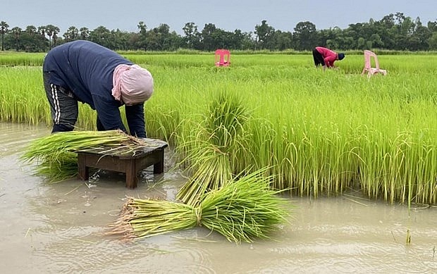 Thai rice output forecasted to fall due to El Nino