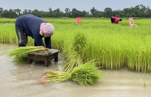 Thai rice output forecasted to fall due to El Nino - Vimarsana News