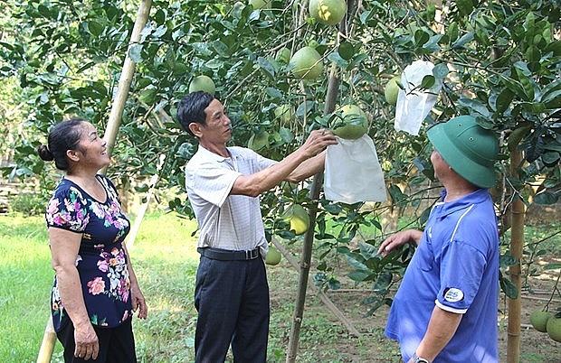 Phu Tho puts agricultural land to effective use | Society | Vietnam+ (VietnamPlus)