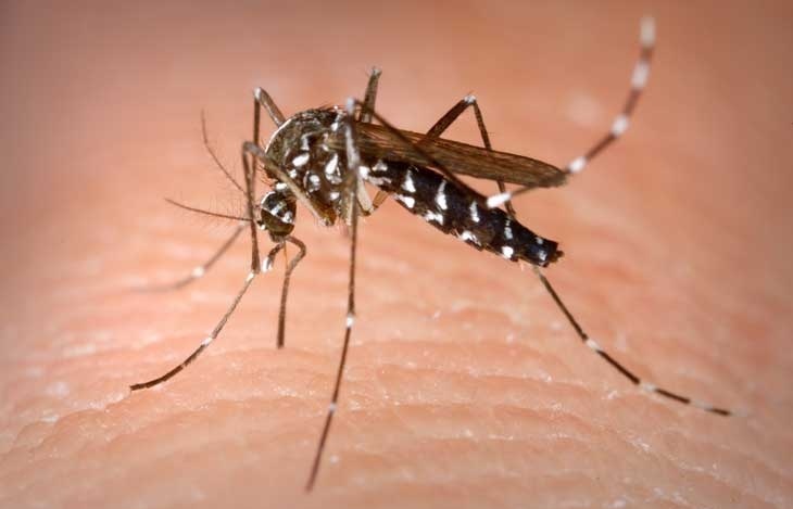Indonesia plans to develop homegrown vaccine against dengue fever