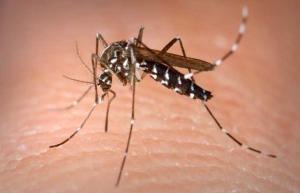 Indonesia plans to develop homegrown vaccine against dengue fever