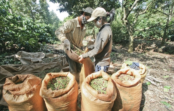 Guidelines requested for coffee export chain - Vimarsana News
