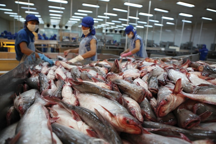 Tra fish firms expect rosier future